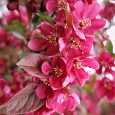 pink flowers are blooming on the tree