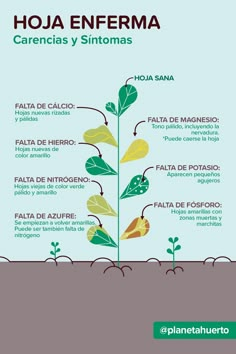 the plant life cycle in spanish, with words describing what plants are growing and how to use