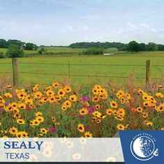 a field full of yellow flowers next to a fence with the words sealy texas on it