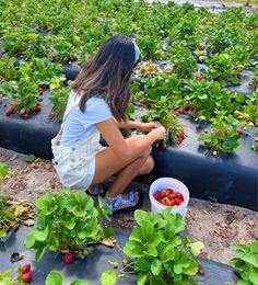 a woman kneeling down to pick strawberries off the ground in a strawberry farm, picking them with her hands