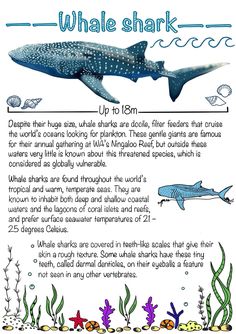 a poster with information about whale sharks