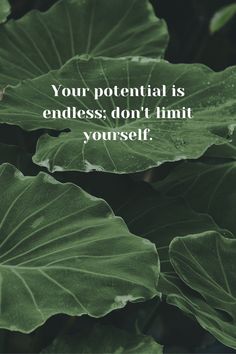 a green leafy plant with a quote on it that says, your potential is endless don't limit yourself yourself