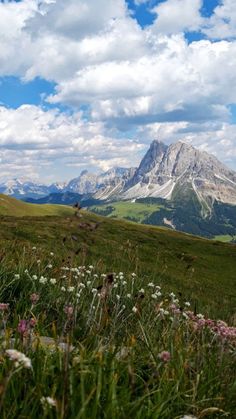 a field with flowers and mountains in the background