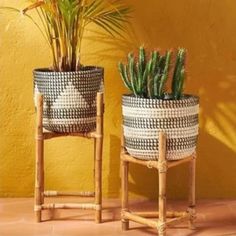 two potted plants sitting next to each other in front of a yellow wall on a sunny day