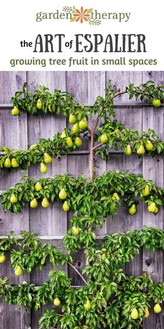 the art of espalier growing tree fruit in small spaces is easy to grow