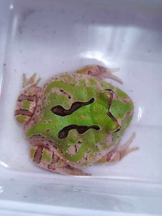 a green and black frog sitting on top of a white surface in a bowl with dirt around it