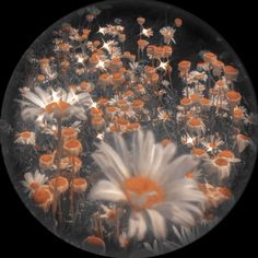 an orange and white flower is in the middle of a black background with other flowers