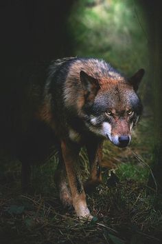 a wolf is walking through the dark woods