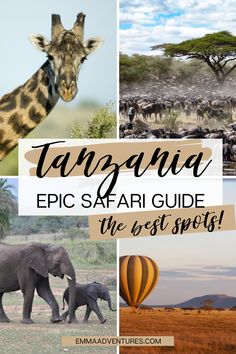 an elephant, giraffe and zebras are featured in this postcard with the words tanggana epic safari guide