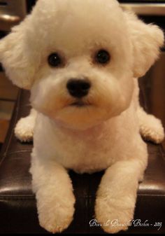 a small white dog sitting on top of a brown chair