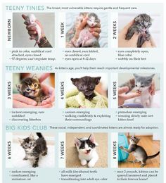 a poster with pictures of kittens in different poses