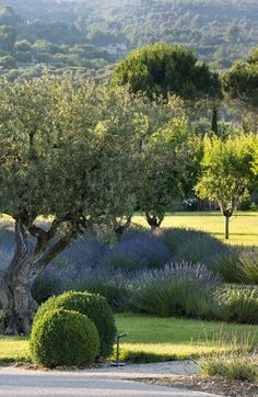 an olive tree in the middle of a garden with lavender bushes and trees around it