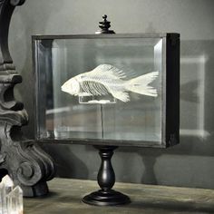 a fish skeleton in a glass case on a wooden table next to a metal lamp