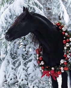 a black horse wearing a christmas wreath in the snow next to a tree with red and white ornaments on it