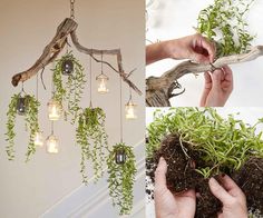 a person is holding plants in their hands and hanging from a branch with lights on it