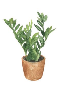 a watercolor painting of a potted plant with green leaves on the top and bottom