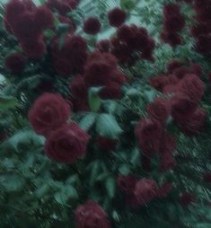 red roses are blooming in the rain