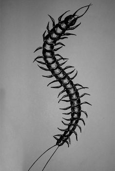 a black and white photo of a fish tail