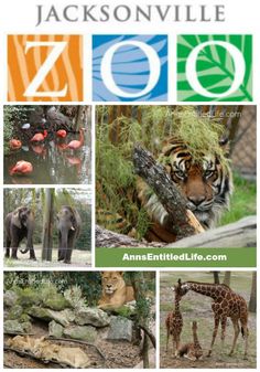 the zoo is located in jacksonville, south carolina and has many different animals including giraffes