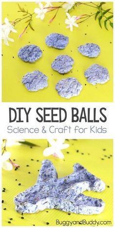 the science and craft project for kids to make homemade seed balls