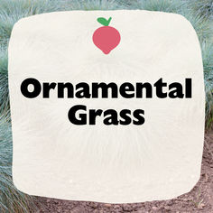 the word ornamental grass written on a piece of paper with an apple