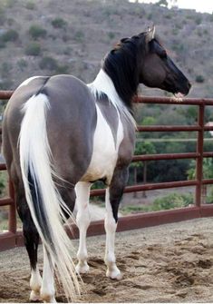 a black and white horse standing next to a fence