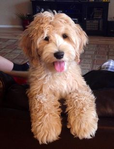 a small dog sitting on top of a couch