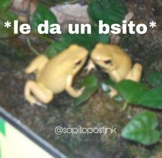 two small toy animals sitting in the middle of some plants and leaves with words reading le da un bisito