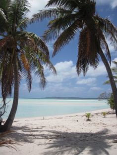 two palm trees on the beach with water in the background