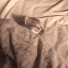 a small kitten sleeping on top of a bed