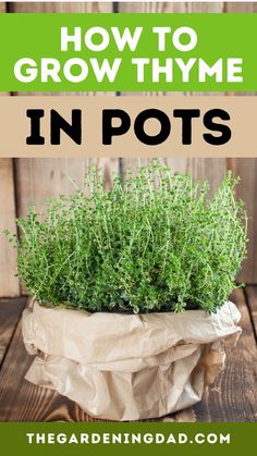 Herb Rack Ideas, Herbs Growing, Thyme Herb, Growing Vegetables In Pots