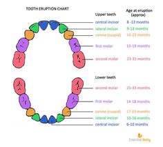 Toddler Teeth Chart, Teeth Eruption Chart, Baby Teething Chart, Baby Haircut, Teething Toddler, Tooth Chart