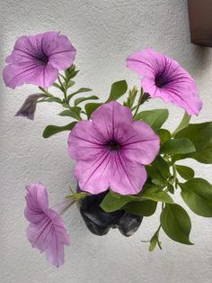 purple flowers are in a black vase on a white wall with green leaves and rocks