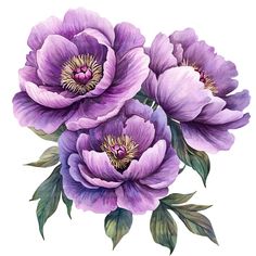 three purple flowers with green leaves on a white background, watercolor drawing or illustration