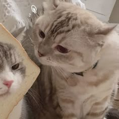 two cats sitting next to each other looking at the same person's reflection in a mirror