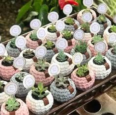 small crocheted pots with succulents in them