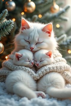 two white kittens cuddling in front of a christmas tree with lights on it