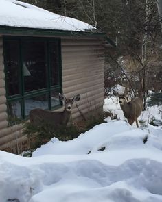 two deer standing in the snow near a house