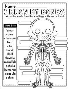 home First Grade Anatomy, Human Body Second Grade, Homeschool Activities 1st Grade, Anatomy For Kids, Second Grade Science, Homeschool Preschool Activities, Homeschool Worksheets, Toddler Homeschool, Kids Worksheets