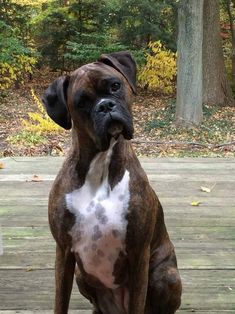 a large brown and white dog sitting on top of a wooden floor next to trees