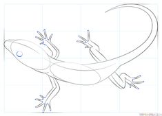 how to draw a lizard step by step