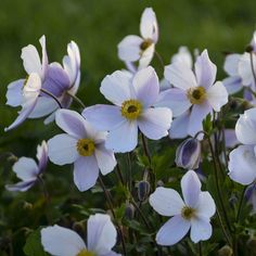 some white and purple flowers in the grass