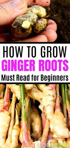 how to grow ginger roots for beginners with text overlay that reads, how to grow ginger roots must read for beginners