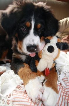 a black and brown dog laying on top of a bed with a stuffed animal in it's mouth