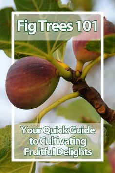 fig trees 101 your quick guide to cultivating fruitful delights