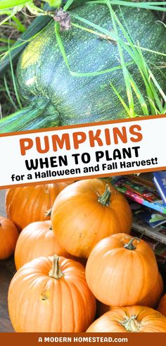 pumpkins are piled on top of each other with the words pumpkins when to plant for a halloween and fall harvest