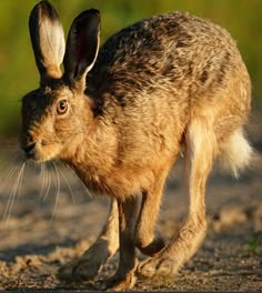 a brown rabbit running across a dirt field