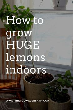 a chair and some potted plants with the words how to grow huge lemons indoors