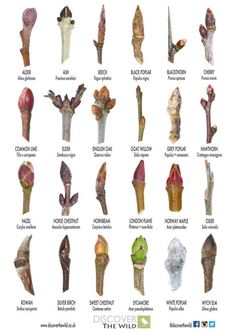 an iphone screen showing the different types of flowers and their names on it's display