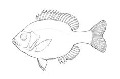 a black and white drawing of a fish